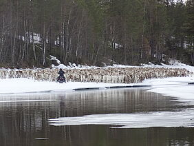 Data collected from reindeer movement routes helped in planning the train line and the highway..